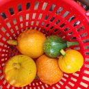 만차량,홍미니단호박 씨 나눔 이미지