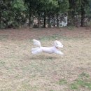 가치있개 반려견 유치원 이미지