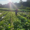 전정금농장 이미지