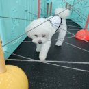 꼬리흔들 유치원 이미지