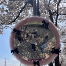 2024 경주 대릉원돌담길 벚꽃축제 | 2026년 경주 대릉원 돌담길 벚꽃 축제 실시간 후기 4월 5일 축제 끝