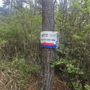 칠천도편백숲 이미지