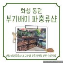 [화성 동탄 부기배미 파충류샵] 수원 파충류샵, 레오파드게코부터 반수생거북까지