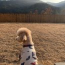 보리네민박(Borizzam_house) | [공지] 강원도 인제 독채 애견펜션 &#34;보리네민박 A동&#34; [내돈내산]