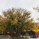 마로니에 이미지