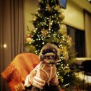 페트코코 이미지