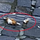 전치 앞(2) 이미지