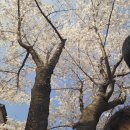 신동근린공원 쪽 | 아이와 가기 좋은 용인 수원 벚꽃 명소. 신동수변공원, 만골근린공원 꿀팁 주차장