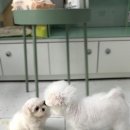 헬로 다키 이미지