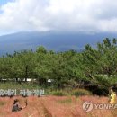 핑크뮬리