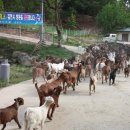 산토끼목장