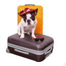 데려가개 이미지