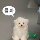 홍 네이버블로그