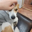 기쁘개 | 10월 셋째주 지수 : 여의도맛집 아그라 IFC몰 / 러쉬 구경 / 산책하기 좋은 날씨 / 일하는 부원장 지수