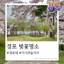 강릉, 벚꽃 명소 경포대 축제이후 벚꽃 현황