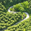 천년비자 이미지