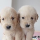착한애견분양(원주점) 이미지