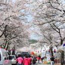 제15회 청풍호 벚꽃축제 이미지