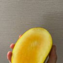 초록망고 이미지