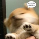 애플케어 이미지