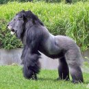 동물의 왕국 이미지