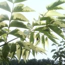 수목농장 이미지