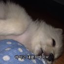 하루베리