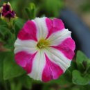 고산윤선도유적지 이미지