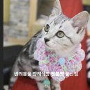 (주)젠틀펫 이미지