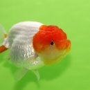 홍백농장 이미지