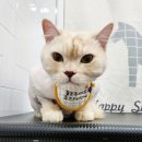 잔다냥 성남점 이미지