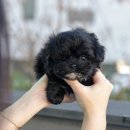 강아지분양애견분양애완견펫무료입양분양샵 | 홍성강아지분양 애견무료분양 입양후기!