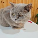 집사의 하루 일산점 | 노원 유기묘 고양이 카페 집사의 하루 노원점 내돈내산 방문 후기