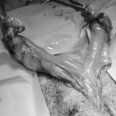 이레외과동물병원 이미지