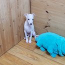 양지켄넬 이미지