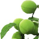 매실(maesil) 이미지