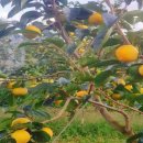 연세농장 | 한국기행 가을1번지 창원 단감 농장 택배 주문 정보