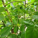 HAPPY TREE(해피트리) 이미지