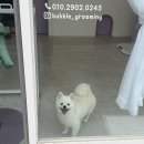 버블그루밍 이미지