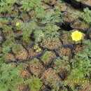 산유화농장 이미지