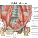 인바디 체형교정 요가 이미지