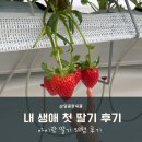 가느니농장 | 천안 아산 아이랑 딸기 체험 갈만한 곳 내 생애 첫딸기