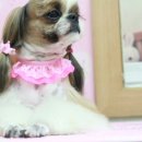 강실장펫살롱 네이버블로그