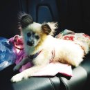 썬블루 | [서산 펜션] 애완견 동반 가능한 썬블루펜션 후기!