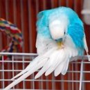 군포굿닥터동물병원 이미지