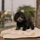 미앤멍 강아지분양 제주본점 | 덕양구강아지분양 합리적인 선택 알아보니