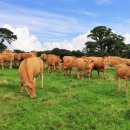 농지목장 이미지