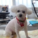 폼나개이뿌개 이미지