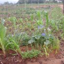 사남매농장2 이미지