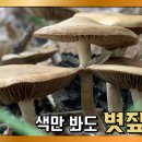 경기도 화성 야생버섯 탐사 볏짚버섯 CUT - 5월 셋째주 이미지